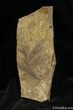 Ginko and Metasequoia Plant Fossils - Cache Creek #1121-1